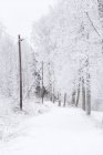 Strada vuota con palo del telefono in inverno — Foto stock