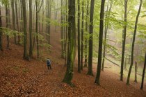 Вид сзади на человека, совершающего поход в лес — стоковое фото