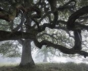 Low angle view of English Oak in fog — Stock Photo