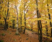 Herbstwald mit gelben Blättern, ruhige Szenerie — Stockfoto