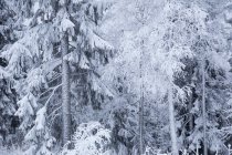 Мальовничий вид на засніжений ліс взимку — стокове фото