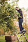 Человек собирает яблоки с дерева, дифференциальный фокус — стоковое фото