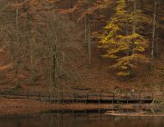 Passerelle piétonne au bord de l'étang en forêt — Photo de stock