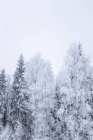 Vista panorâmica de árvores nuas na neve no inverno — Fotografia de Stock