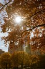 Sunbeam наскрізь осінні дерева в центральному парку, Нью-Йорк — стокове фото