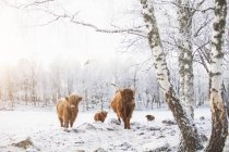 Highland худоби біля ялинки взимку, Скандинавії — стокове фото