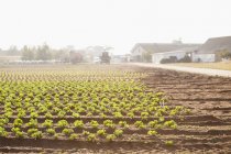 Cropland in Sweden, selective focus — Stock Photo