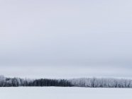 Vista panorâmica da floresta de inverno sob o céu temperamental — Fotografia de Stock