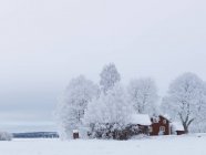 Vista panorâmica de árvores cobertas de neve perto da casa — Fotografia de Stock
