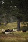 Sheeps in meadow, northern europe, selective focus — Stock Photo