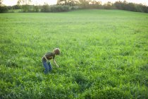 Мальчик собирает полевые цветы, избирательный фокус — стоковое фото