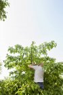 Rear view of man picking cherries from tree — Stock Photo