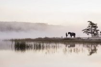 Junge Frau steht mit Pferd am Seeufer — Stockfoto