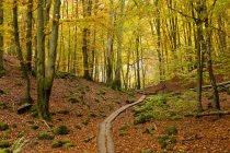 Passage supérieur en bois à travers le parc national en automne — Photo de stock