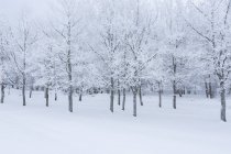 Scenic view of snow covered ground — Stock Photo