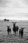 Corderos en el pasto bajo el cielo nublado, se centran en primer plano - foto de stock