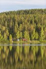 Wald an Fluss im Sommer, vasterbotten County — Stockfoto