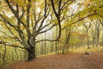 Осенний лес с желтыми листьями, национальный парк стеншувуд — стоковое фото