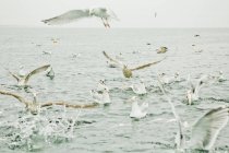 Möwen an der südlichen Ostsee, selektiver Fokus — Stockfoto