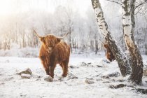 Bovins des Highlands dans la neige, accent sur le premier plan — Photo de stock