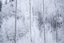 Vista panorâmica de árvores brancas na floresta no inverno — Fotografia de Stock