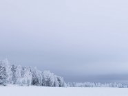 Floresta sob o céu dramático no inverno, Suécia — Fotografia de Stock