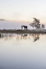 Молодая женщина, стоящая с лошадью на берегу озера — стоковое фото
