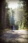 Visão traseira do menino andando na floresta, foco seletivo — Fotografia de Stock