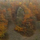 Живописный вид на скалу и лес — стоковое фото