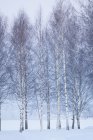 Árvores nuas altas no inverno, norte da Europa — Fotografia de Stock