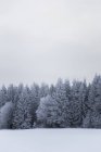 Vista panoramica della foresta in inverno, svedesi — Foto stock