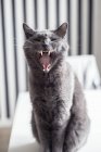 Gato gris maullando, enfoque selectivo - foto de stock