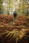 Rückansicht eines erwachsenen Mannes, der im Wald wandert — Stockfoto