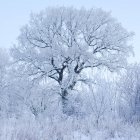 Eingefrorene Bäume gegen den Himmel, ruhige Szenerie — Stockfoto