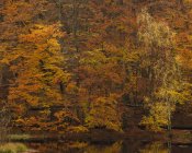 Trees reflecting in pond, northern europe — Stock Photo