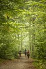 Rückansicht von drei Personen beim Reiten im Wald — Stockfoto