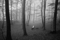 Autumn forest in fog, selective focus — Stock Photo