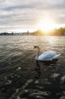 Vista do cisne branco na água na Suécia — Fotografia de Stock