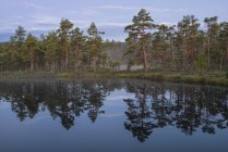 Vista panoramica del lago nella foresta in estate — Foto stock