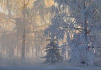 Живописный вид на лес зимой, избирательный фокус — стоковое фото