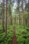 Vista panoramica della foresta in estate, attenzione selettiva — Foto stock