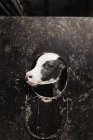 Primo piano della vacca, attenzione selettiva — Foto stock