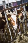 Close-up of cows, selective focus — Stock Photo