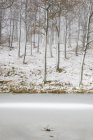 Vista panorâmica da floresta no inverno, foco seletivo — Fotografia de Stock
