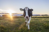 Живописный вид коровы на лугу летом — стоковое фото