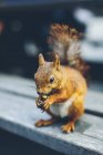 Close-up of squirrel with nut, focus on foreground — Stock Photo