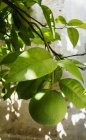 Ramo d'albero con arancio verde, attenzione al primo piano — Foto stock