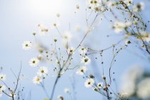 Gänseblümchen gegen blauen Himmel, selektiver Fokus — Stockfoto
