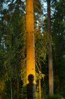 Szenische Ansicht der Silhouette einer Person auf einem Baumstamm — Stockfoto