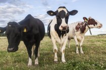 Мальовничий вид на корів на лузі влітку — стокове фото